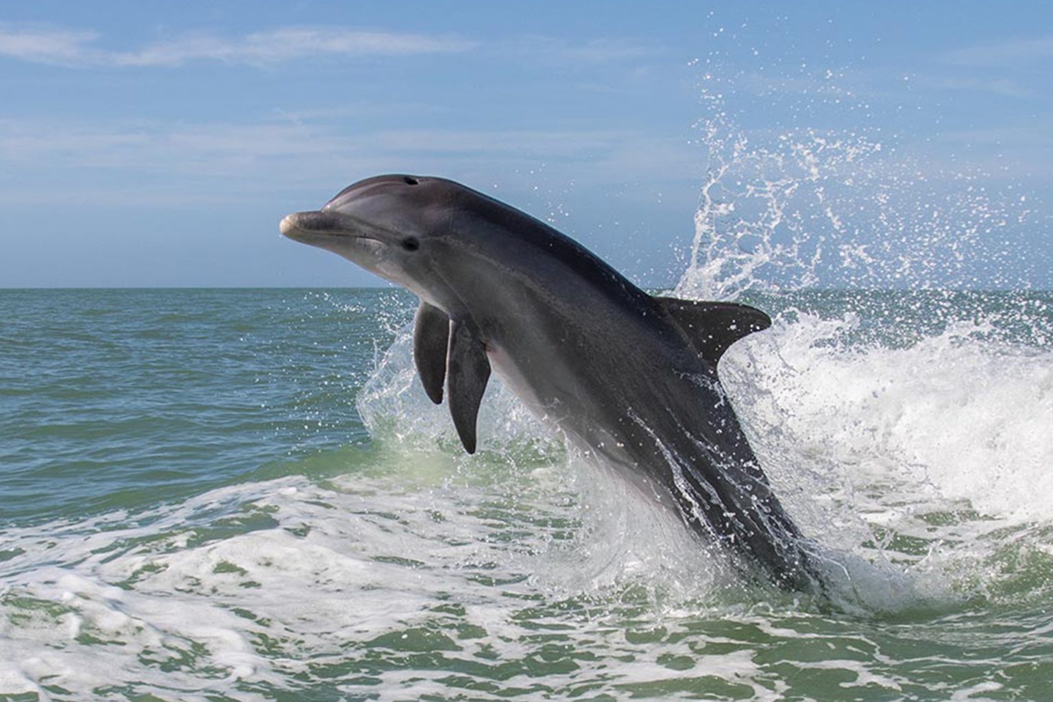 Bottlenose dolphin leaping beside a daytime sailing charter in Charleston Harbor
